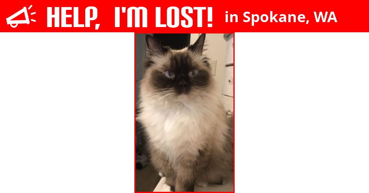 Lost Cat (Spokane, Washington) Jasmine