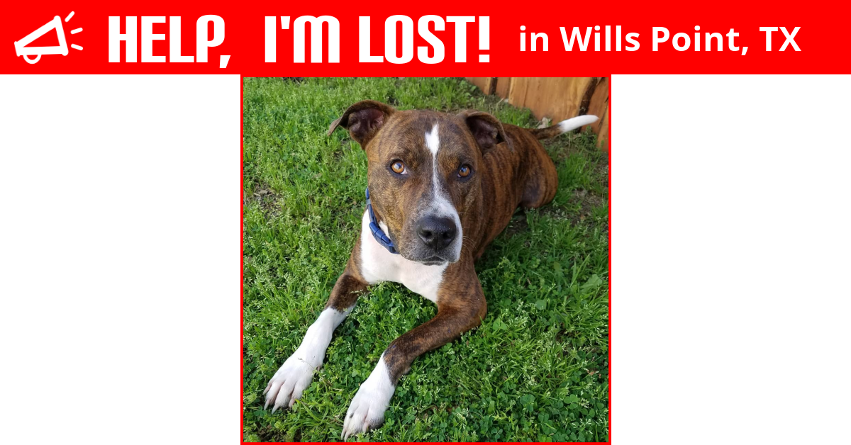 Lost Dog (Wills Point, Texas) Ford