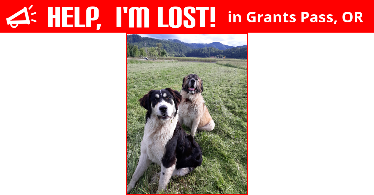 Lost Dog (Grants Pass, Oregon) Kody Stella