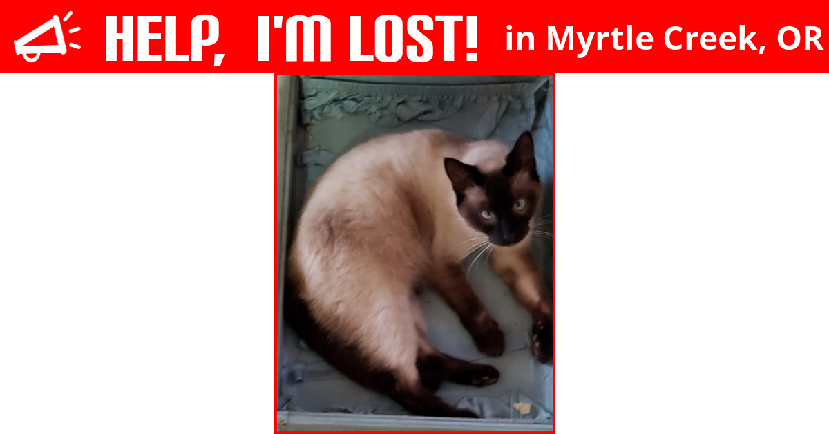 Lost Cat (Myrtle Creek, Oregon) Dizzy