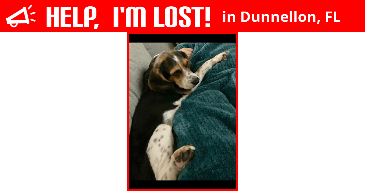 Lost Dog (Dunnellon, Florida) Dolly