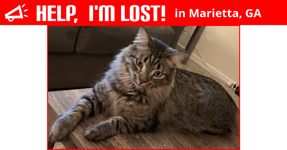 Lost Cat (Marietta, Jasper