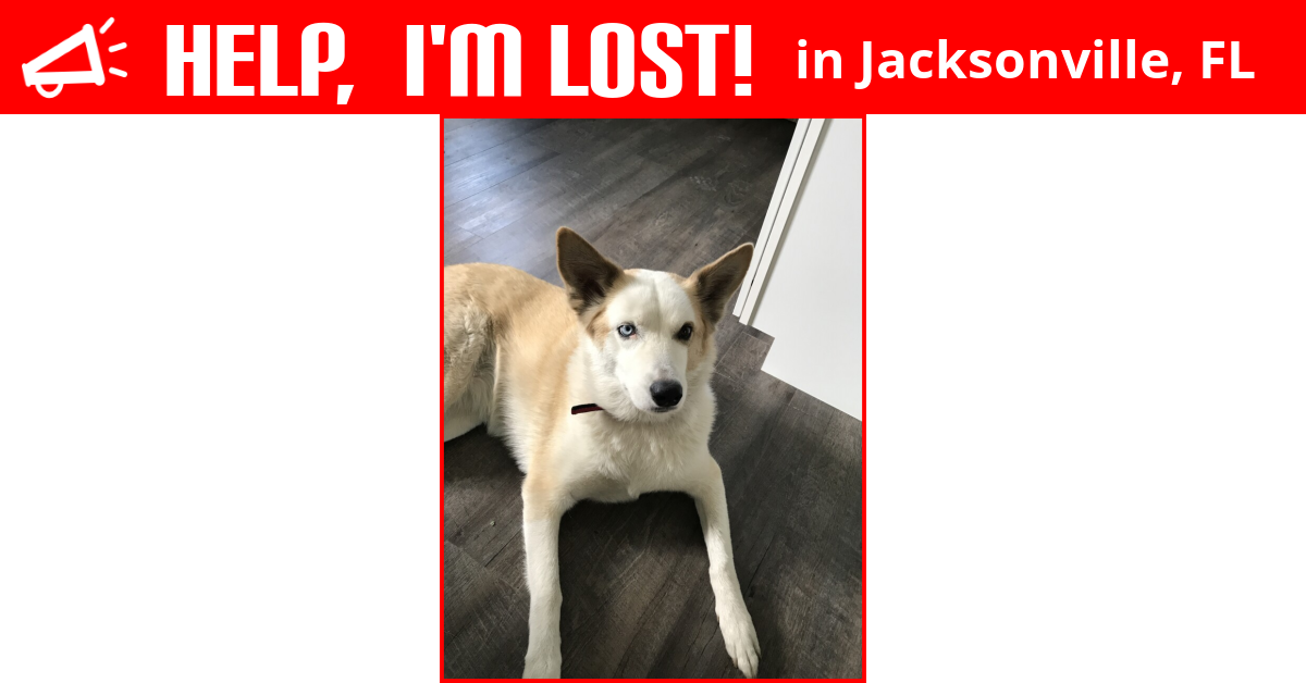 Lost Dog (Jacksonville, Florida) Sadie
