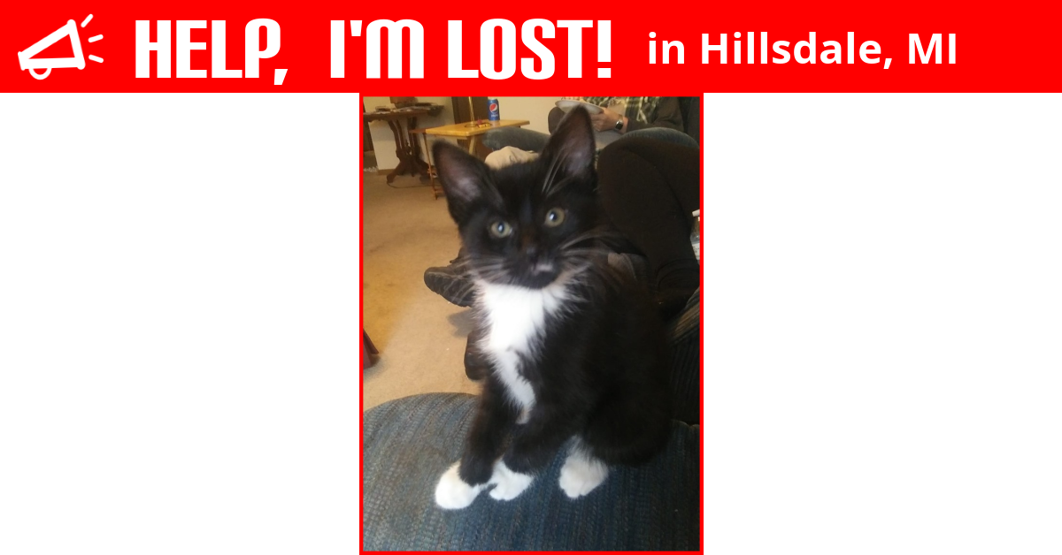 Lost Cat (Hillsdale, Michigan) Tux