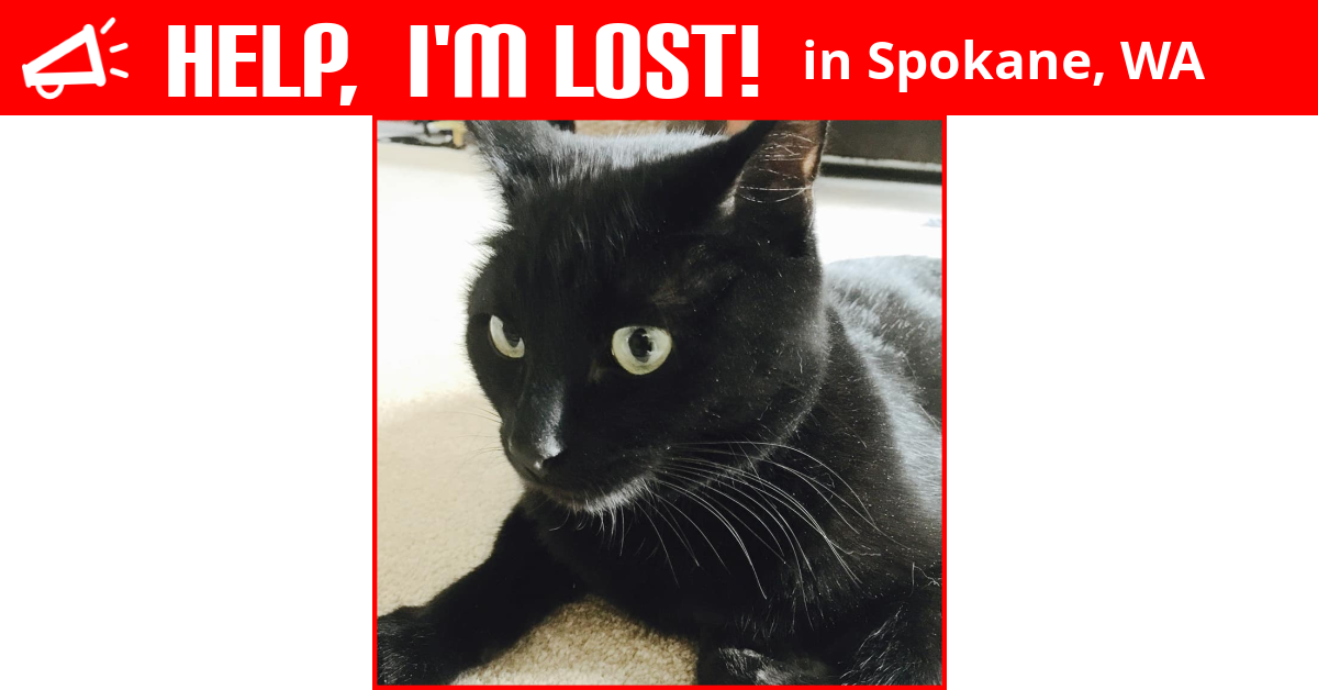 Lost Cat (Spokane, Washington) Snape