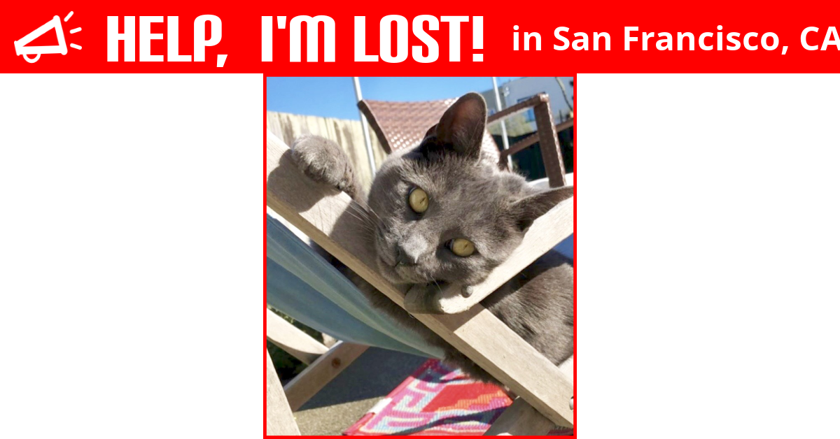 Lost Cat (San Francisco, California) Stevie