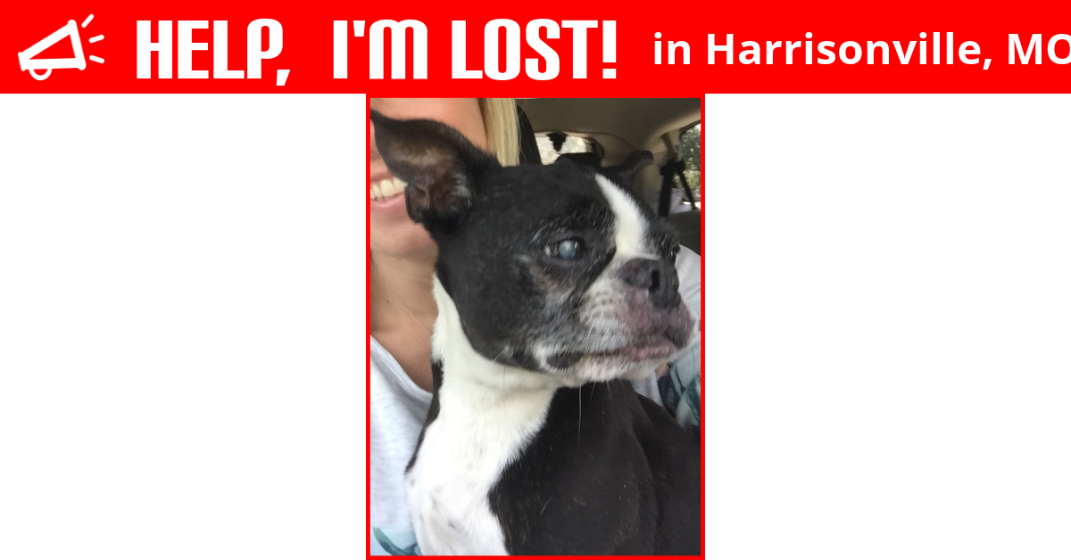 Lost Dog (Harrisonville, Missouri) Sophia