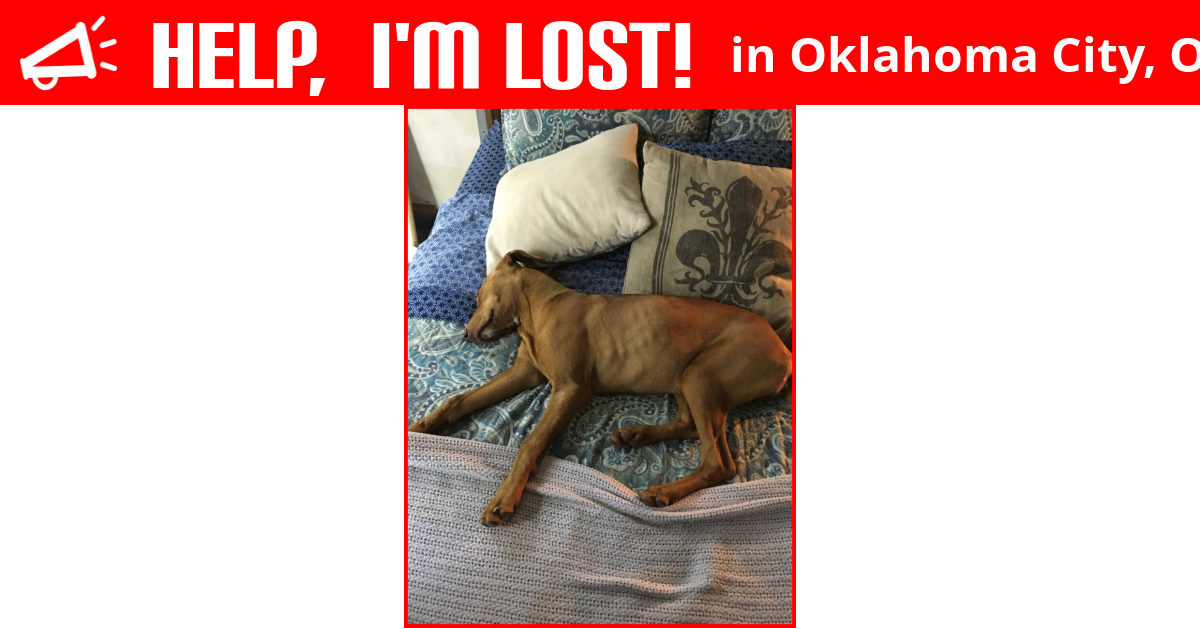 Lost Dog (Oklahoma City, Oklahoma) Ruby
