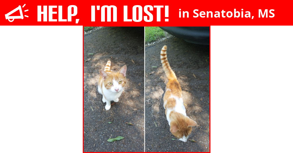 Lost Cat (Senatobia, Mississippi) Romeo