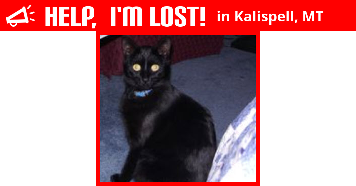 Lost Cat (Kalispell, Montana) Lenny