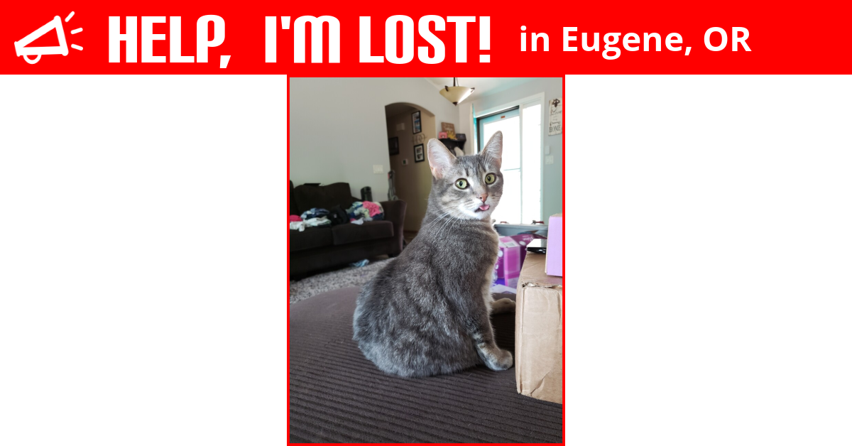Lost Cat (Eugene, Oregon) Ciatee