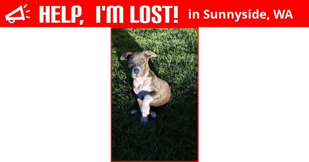 Lost Dog (Sunnyside, Washington) London