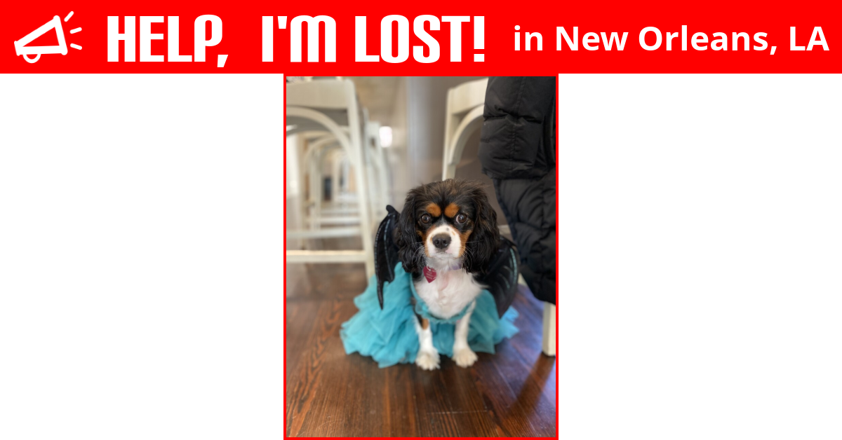 Lost Dog (New Orleans, Louisiana) Violet