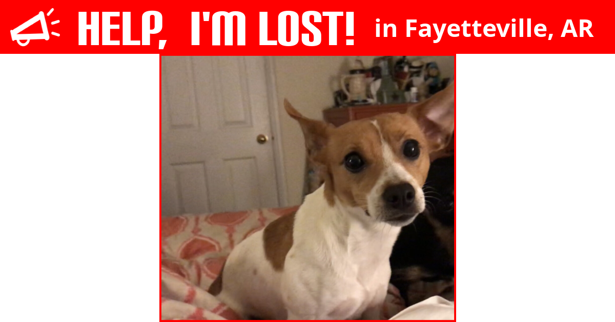 Lost Dog (Fayetteville, Arkansas) Ruby