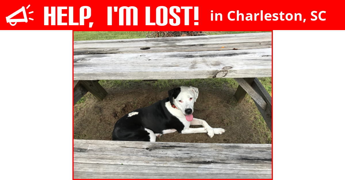 Lost Dog (Charleston, South Carolina) Sully