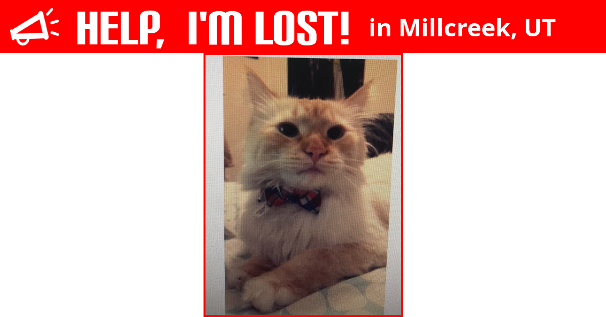 Lost Cat (Millcreek, Utah) Uno