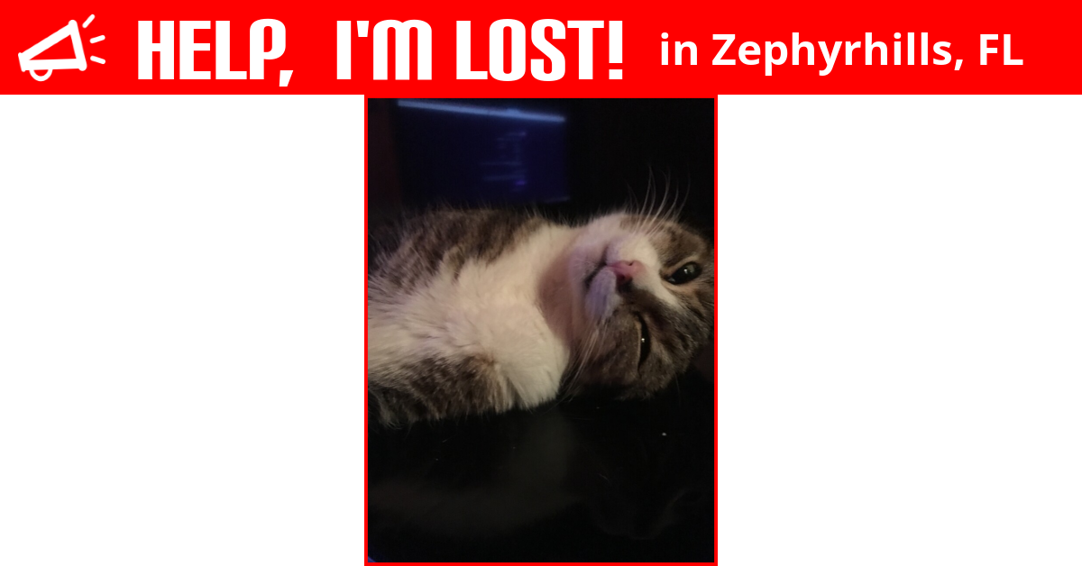Lost Cat (Zephyrhills, Florida) Zz