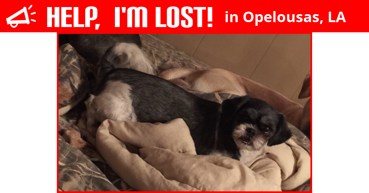 Lost Dog (Opelousas, Louisiana) Chevy