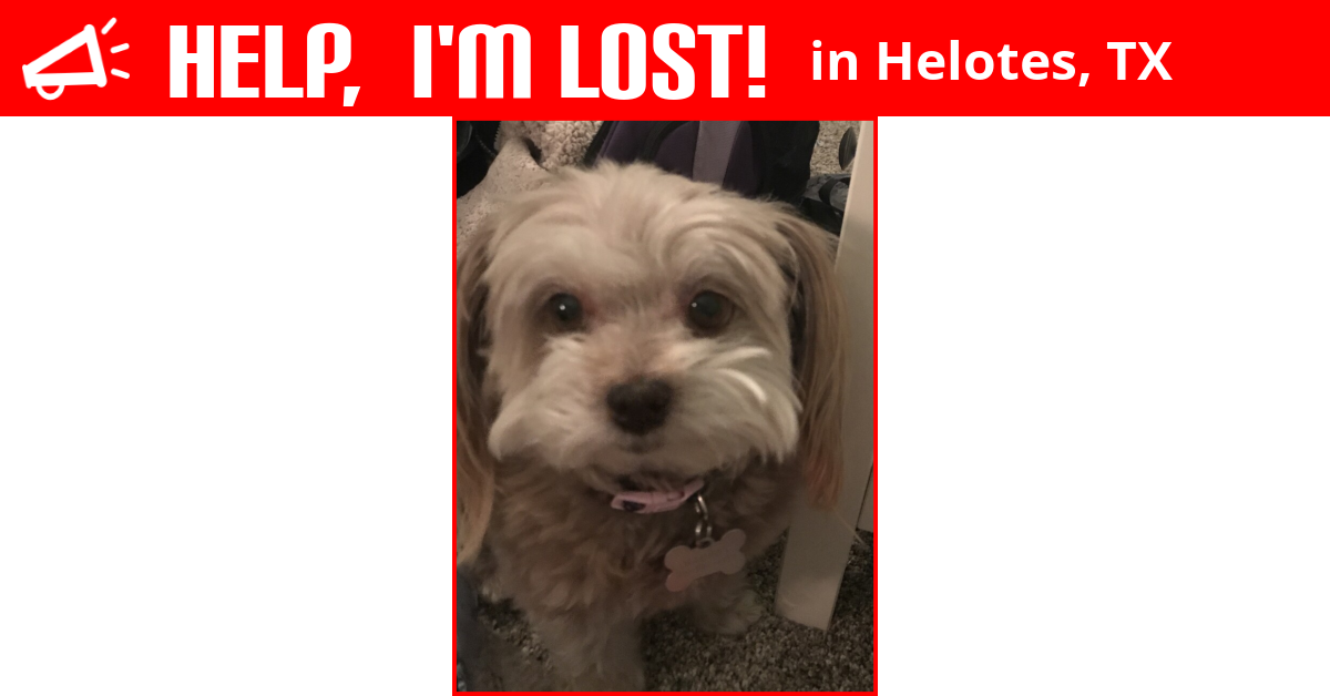 Lost Dog (Helotes, Texas) Ruby