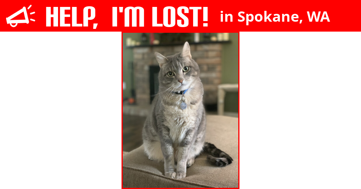 Lost Cat (Spokane, Washington) Barnabus