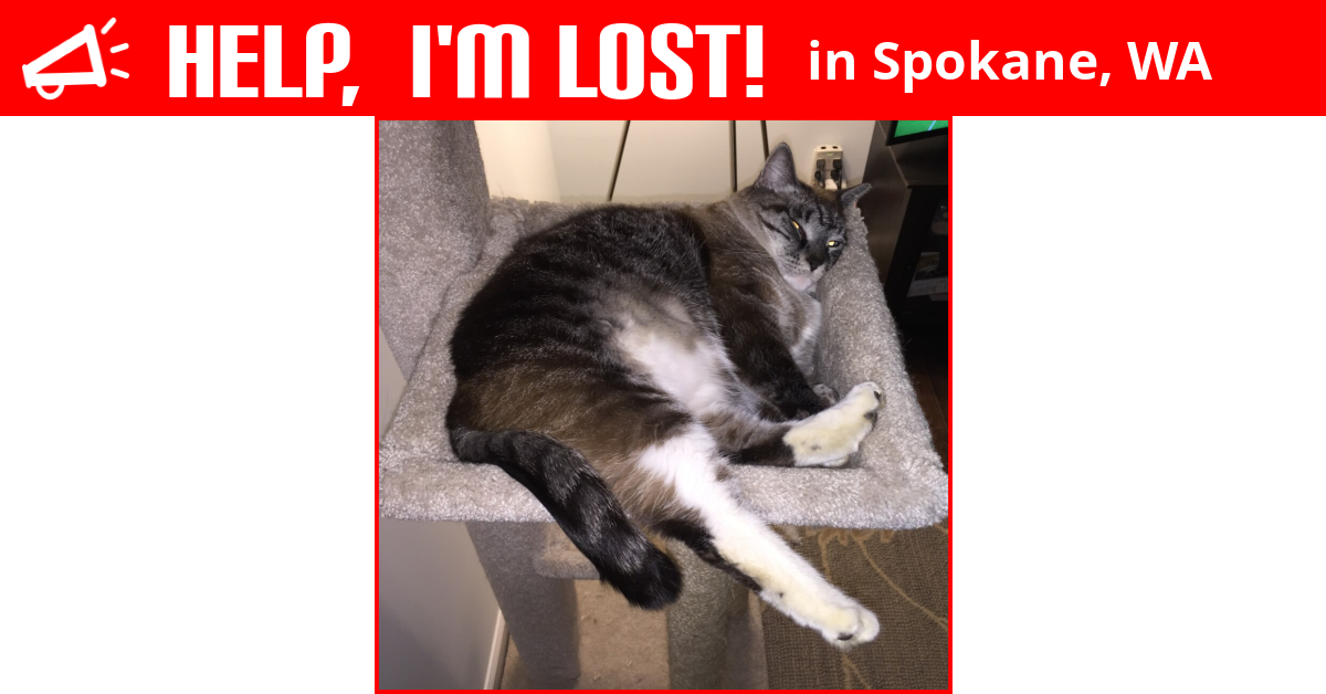 Lost Cat (Spokane, Washington) Pretty Girl