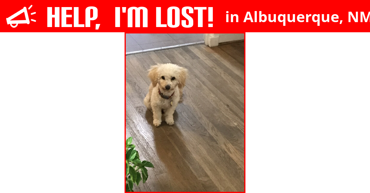 Lost Dog (Albuquerque, New Mexico) Coco