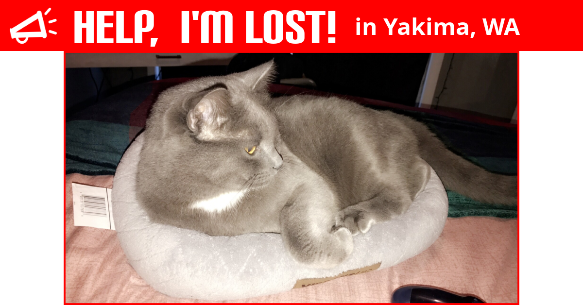 Lost Cat (Yakima, Washington) Saige