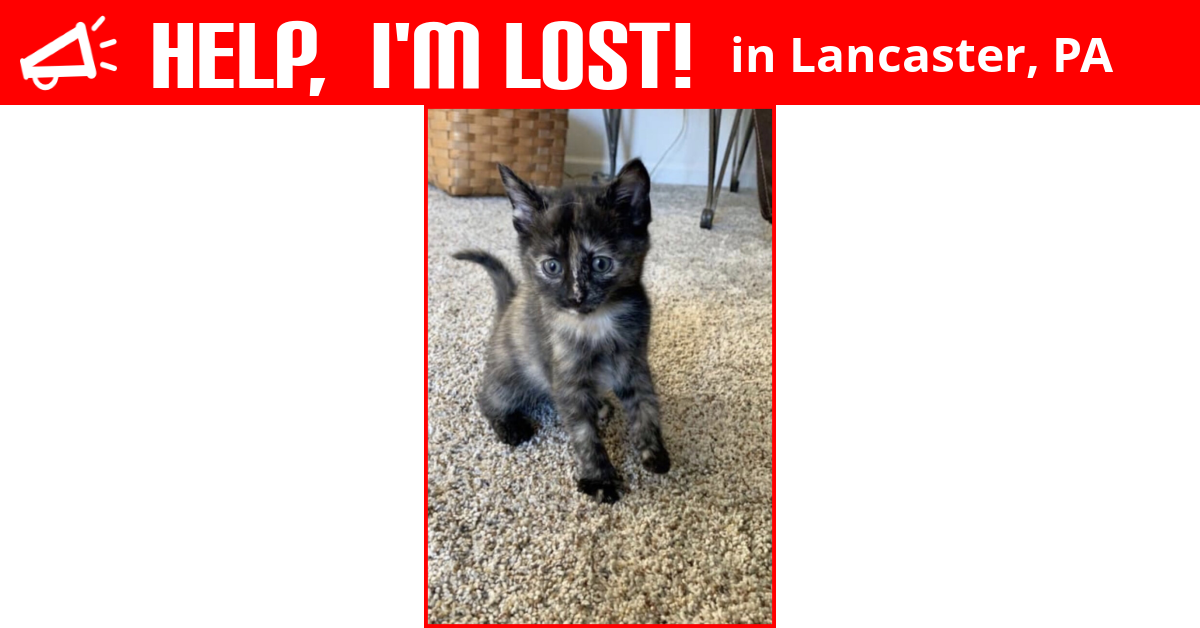 Lost Cat (Lancaster, Pennsylvania) Luna