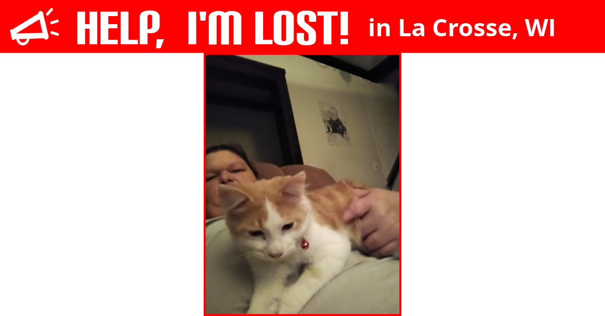 Lost Cat (La Crosse, Wisconsin) Fluffy