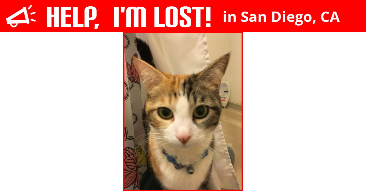 Lost Cat (San Diego, California) Annabelle