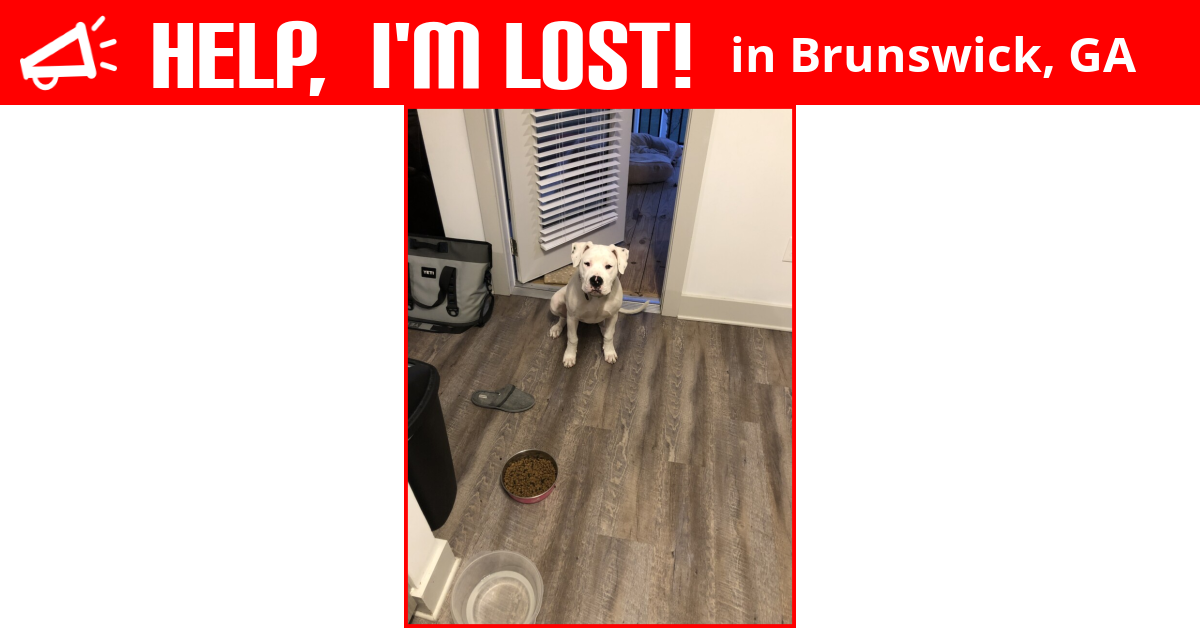 Lost Dog (Brunswick, Order
