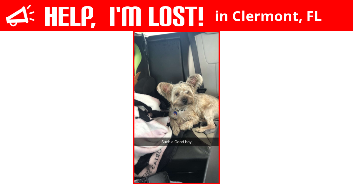 Lost Dog (Clermont, Florida) Prince