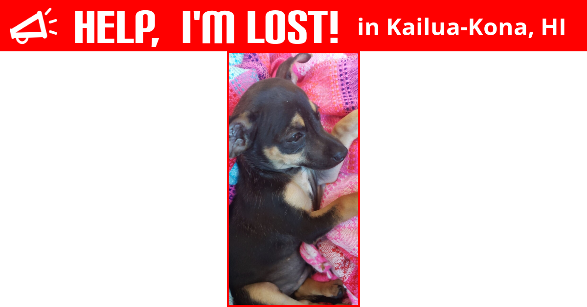 Lost Dog (KailuaKona, Hawaii) Appa