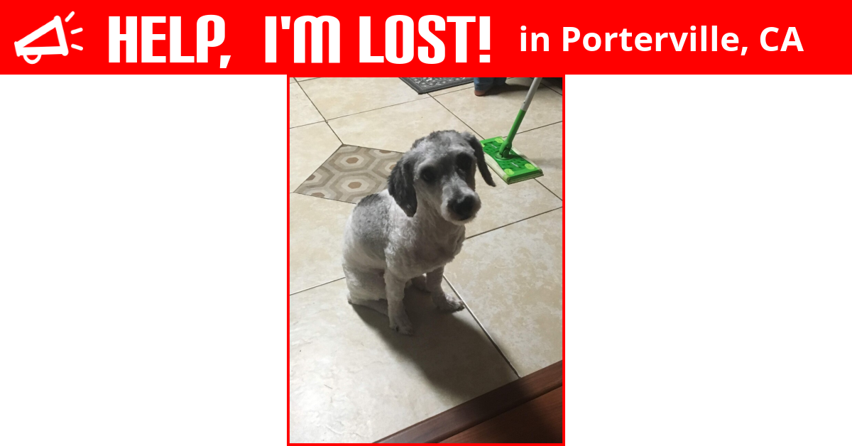 Lost Dog (Porterville, California) Oreo