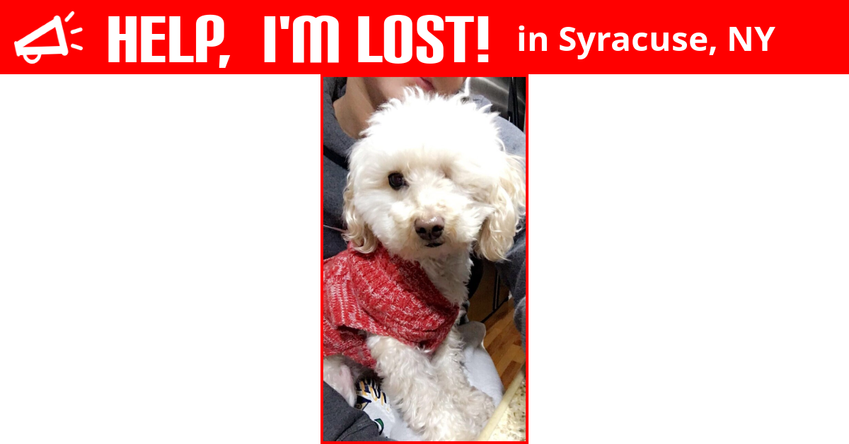Lost Dog (Syracuse, New York) Charlie