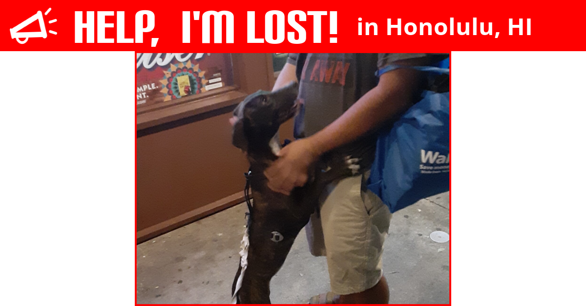 Lost Dog (Honolulu, Hawaii) Blessing