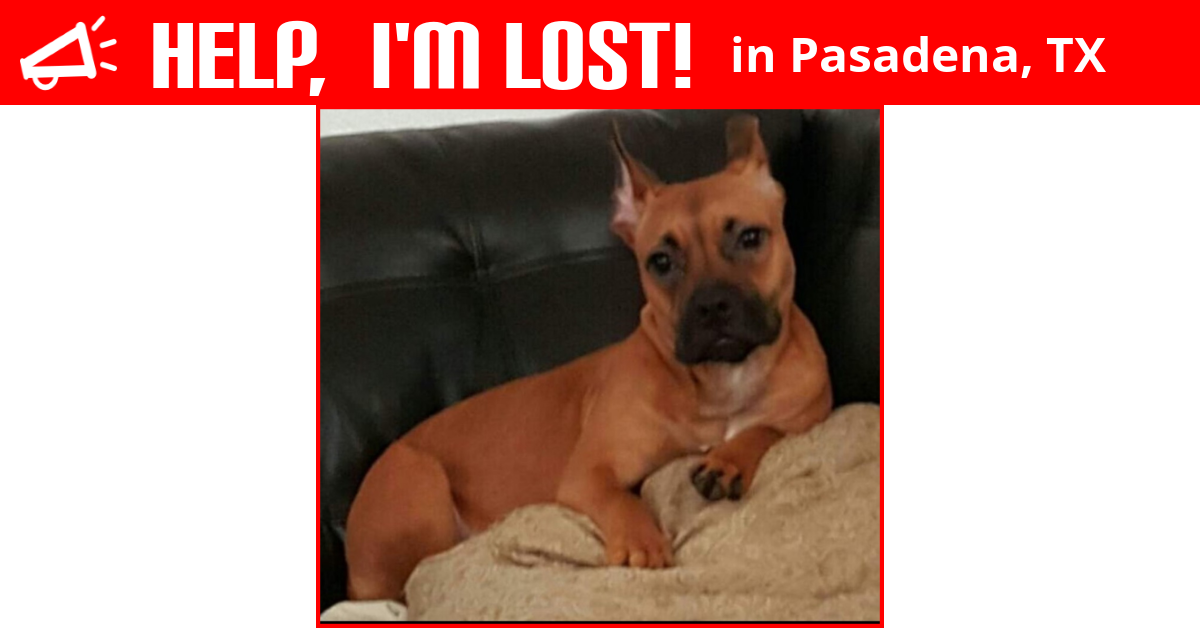 Lost Dog (Pasadena, Texas) Miracle