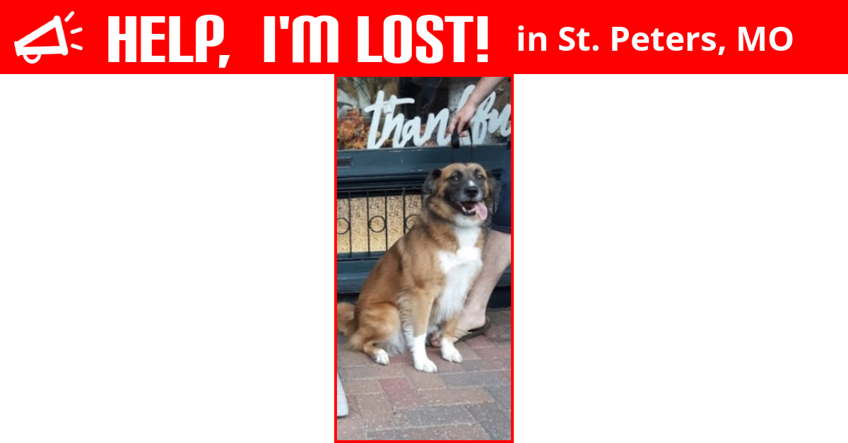 Lost Dog (St. Peters, Missouri) Willow