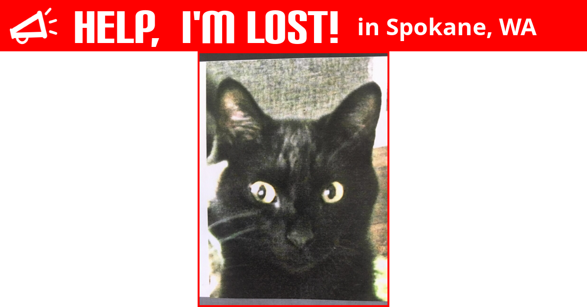 Lost Cat (Spokane, Washington) Sirius