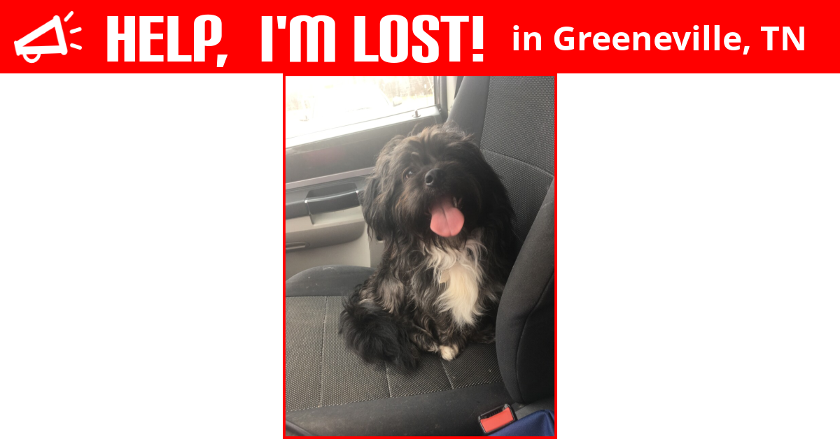 Lost Dog (Greeneville, Tennessee) Lemmy