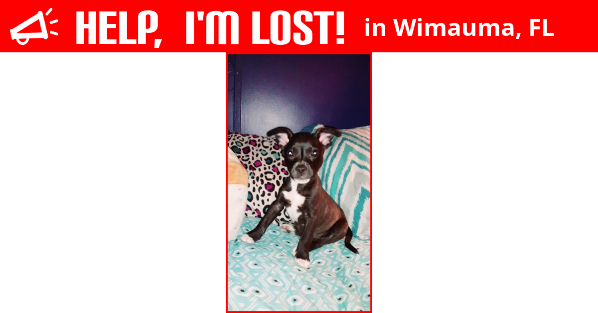 Lost Dog (Wimauma, Florida) Gunner