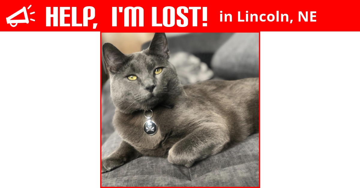 Lost Cat (Lincoln, Nebraska) Dutch