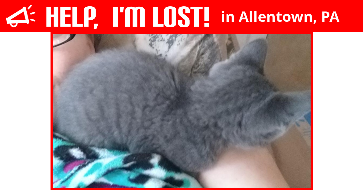 Lost Cat (Allentown, Pennsylvania) Gray