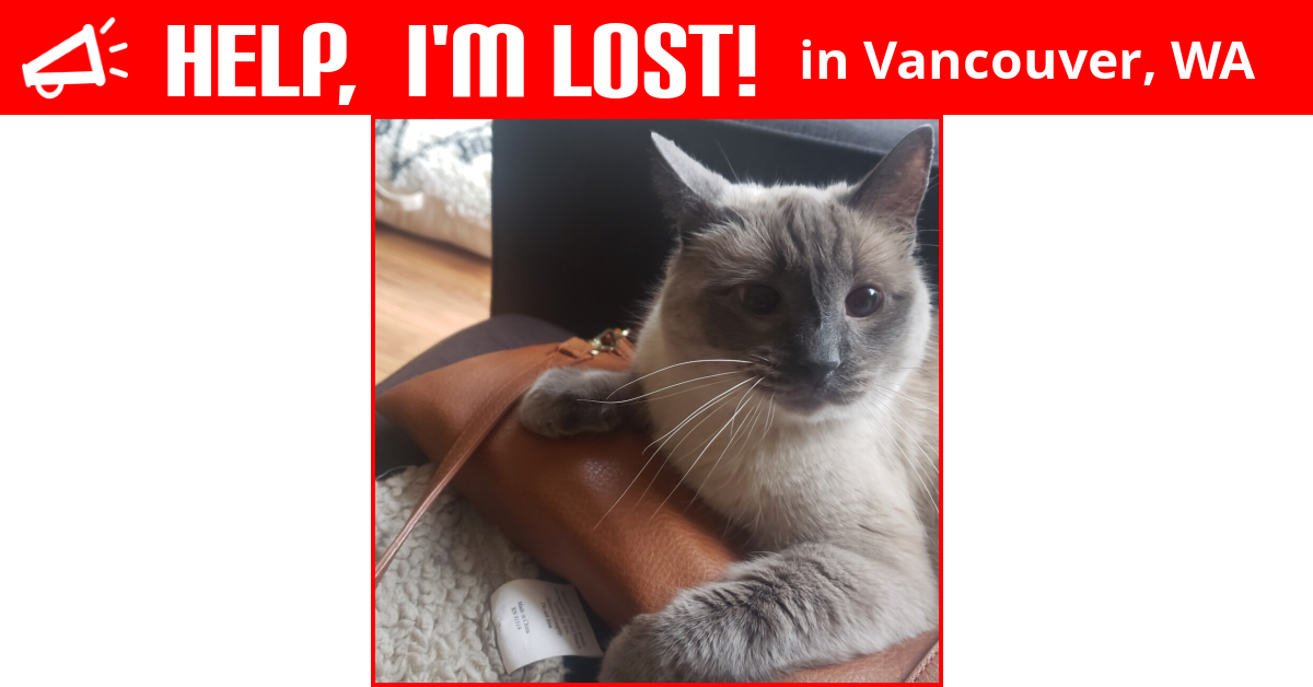Lost Cat (Vancouver, Washington) Picard