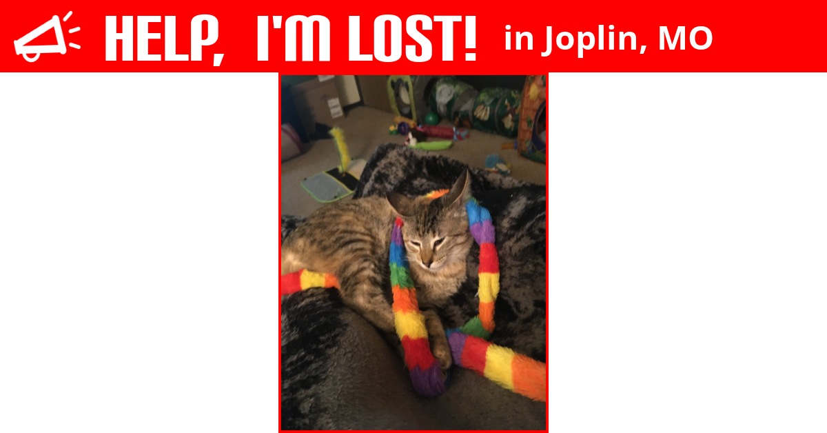 Lost Cat (Joplin, Missouri) Mira