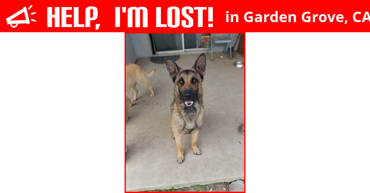Lost Dog (Garden Grove, California) Gimli