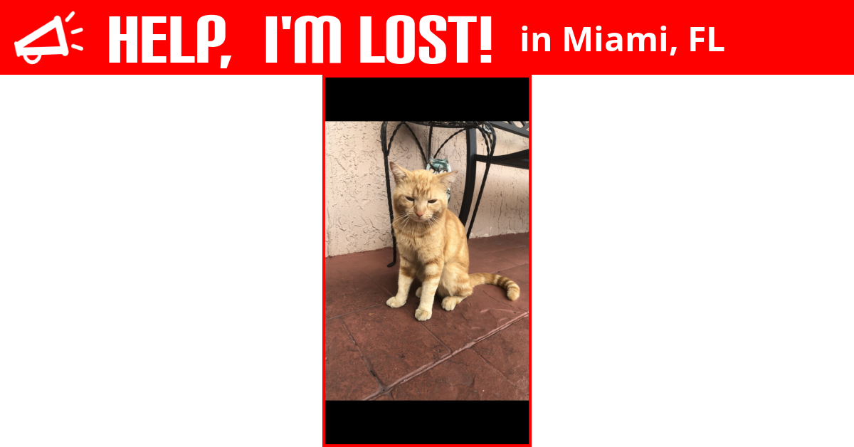 Lost Cat (Miami, Florida) Puts