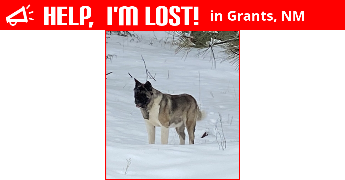 Lost Dog (Grants, New Mexico) Trix