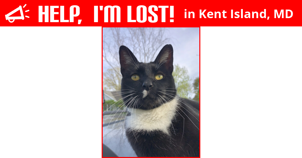 Lost Cat (Kent Island, Maryland) Tommy
