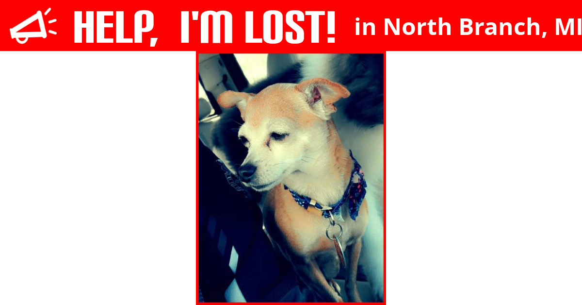 Lost Dog (North Branch, Michigan) Lilly